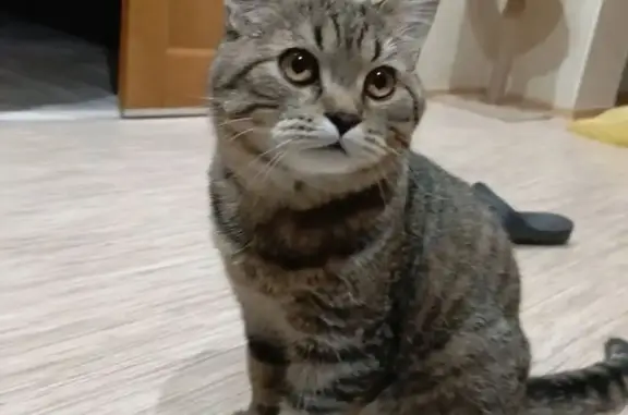 Пропала кошка, Куюргазинская улица, 2, Кумертау — кот Вася, примерно год - photo