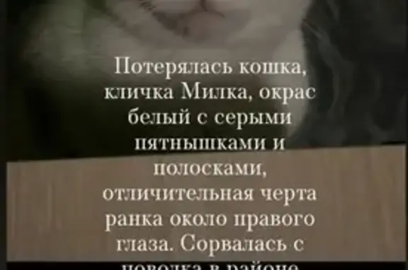 Объявления о пропавших и найденных животных, Челябинск, фото: Пропала кошка, улица Елькина, 91А, Челябинск — серо-белая, с ранкой возле правого глаза
