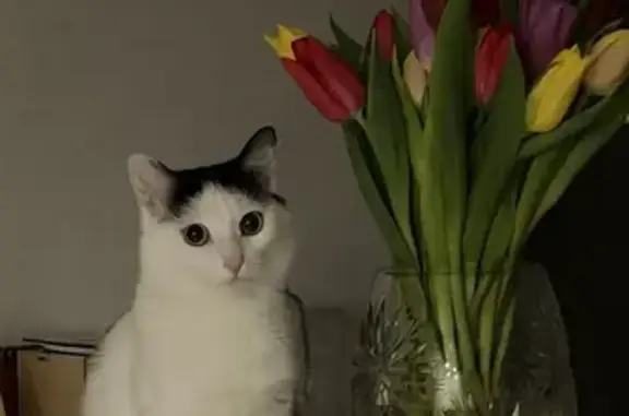 Пропала кошка, Коралловая улица, 6А, Сокуры — черно-белая, с белыми лапками и зелёным пятном на пузике - photo