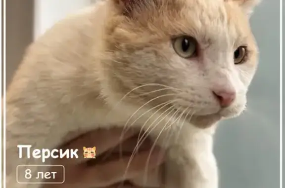 Объявления о пропавших и найденных животных, Хабаровск, фото: Найдена кошка, улица Руднева, 56, Хабаровск — белый с рыжим окрас, поломанный хвостик, хромает на заднюю левую лапку
