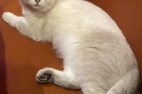 Пропала кошка, Авиационная улица, 23, Брянск — британская короткошерстная, белая в серую крапинку - photo