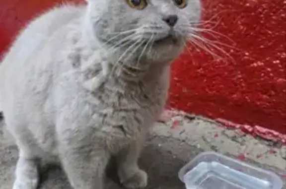 Найдена кошка, Москва, фото: Найдена кошка, Болотниковская улица, 44 к1, Москва — серого окраса, янтарные глаза