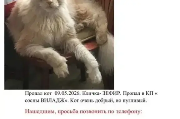 Пропала кошка, Ступино, Московская область, Ступино - photo