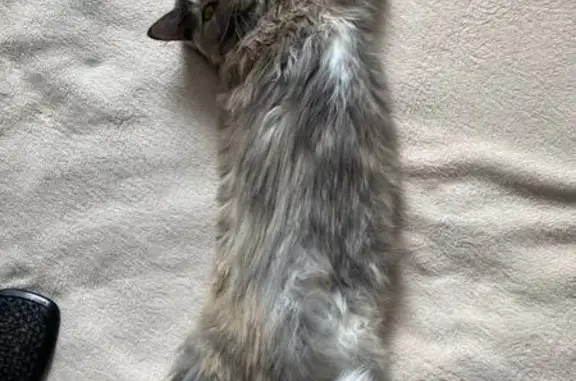 Пропала кошка, Дальняя улица, 6, Казань — трёхцветная кошечка с белыми и рыжеватыми пятнами - photo