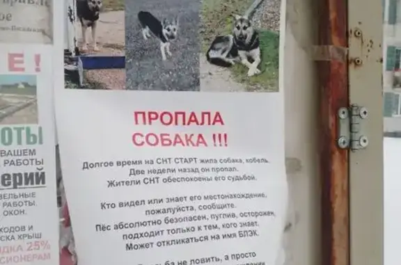 Пропала собака, Чехов — пугливый, подходит только к знакомым - photo