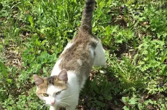 Объявления о пропавших и найденных животных, Уфа, фото: Найдена кошка, улица Матвея Пинского, Уфа — ласковая, контактная