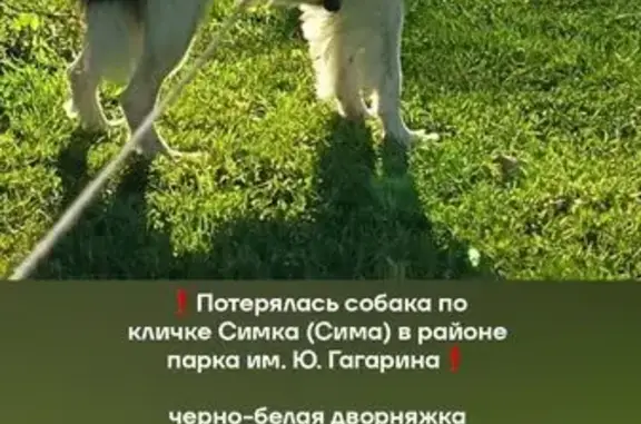 Собаки потеряшки, Южно-Сахалинск, фото: Потеряшка собака, аллея Здоровья, Южно-Сахалинск — черно-белая дворняжка, левое ухо висит, в сером ошейнике от блох