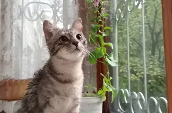 Пропала кошка, Конохово, Ивановская область — серого окраса, кличка Сима - photo