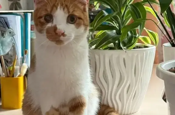 Пропала кошка, Кленовая улица, 1, Полазна — рыжая с белым, на глазу рыжее пятно - photo