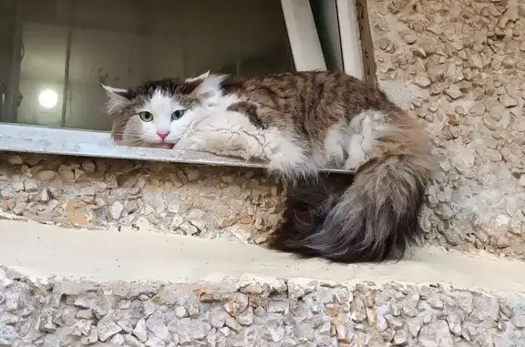Объявления о пропавших и найденных животных, Кострома, фото: Найдена кошка, мкр Давыдовский, Кострома — напугана, шипит