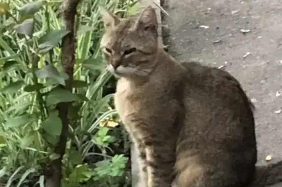 Найдена кошка, Москва, фото: Найдена кошка, улица Василисы Кожиной, 6 к2, Москва — серая, в руки не даётся