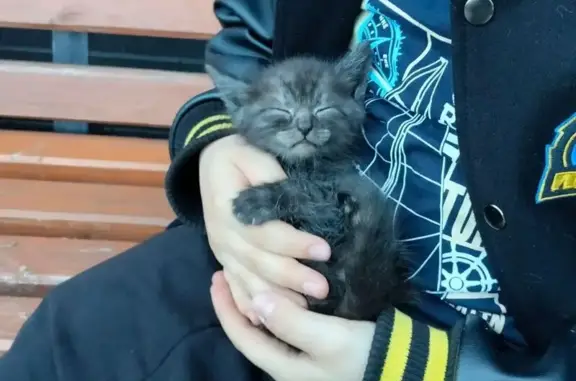 Найденные животные Пенза, фото: Найдена кошка, Пенза — котята, мальчик и девочка