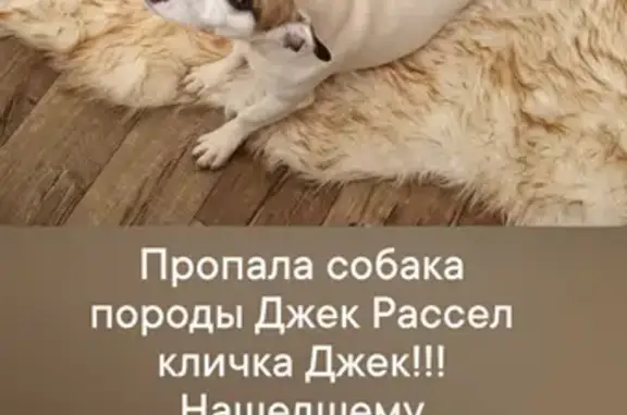 Пропала собака, Молодёжная улица, Таврическое - photo