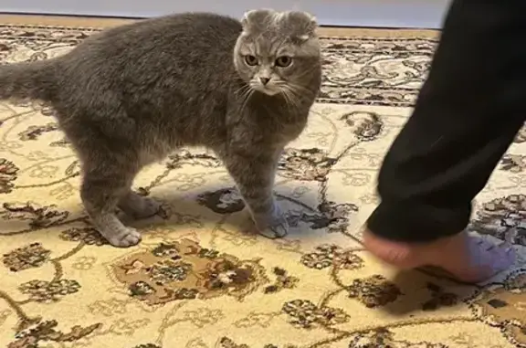 Пропала кошка, Нижний Тагил, Свердловская область — шотландская вислоухая, не контактная - photo