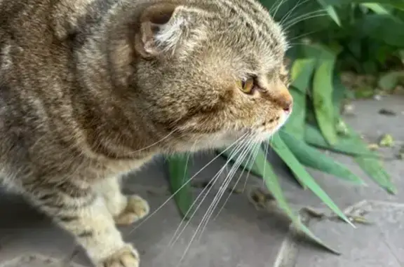 Найдена кошка, Астрахань, фото: Найдена кошка, улица Ахшарумова, 82, Астрахань — вислоухая кошечка