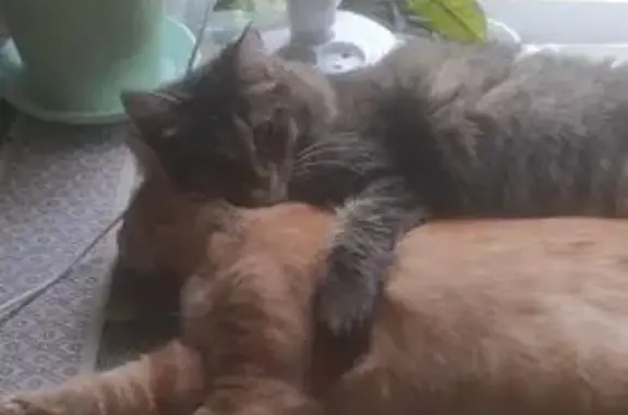 Пропала кошка, Устюженская улица, 1, Череповец — пушистая, 2 годика, зовут Пупуня - photo