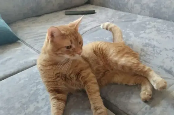 Пропала кошка, улица Советской Армии, 15, Ставрополь — рыжий котик, не крупный - photo