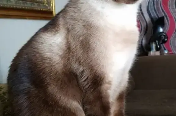 Кошки потеряшки, Узловая, фото: Потеряшка кошка, Заводская улица, 2, Узловая — корл-пойнт, чипирован, есть жетон
