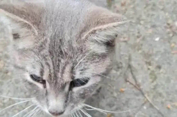 Найдена кошка, Воронеж, фото: Найдена кошка, улица Дарвина, 5, Воронеж — серый кот, проблемы с глазами, ласковый и контактный