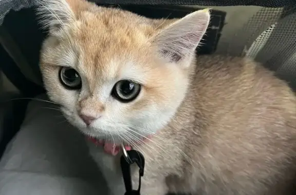 Пропала кошка, проспект Октября, 66/3, Уфа — британская короткошерстная, розовый ошейник со стразами - photo