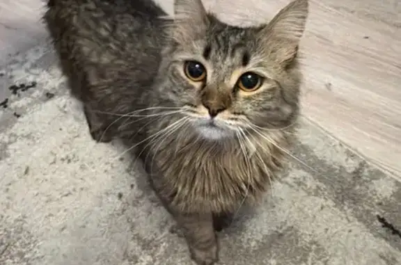 Кошки потеряшки, Тула, фото: Потеряшка кошка, Красноармейский проспект, 52, Тула — пугливая, ручная
