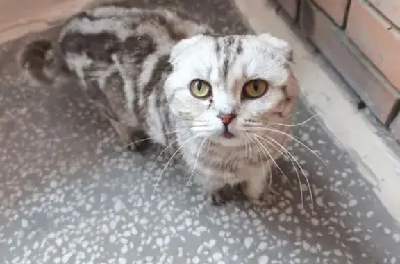 Найдена кошка, Зелёный переулок, 3, Вурнары — ласковая, тактильная - photo