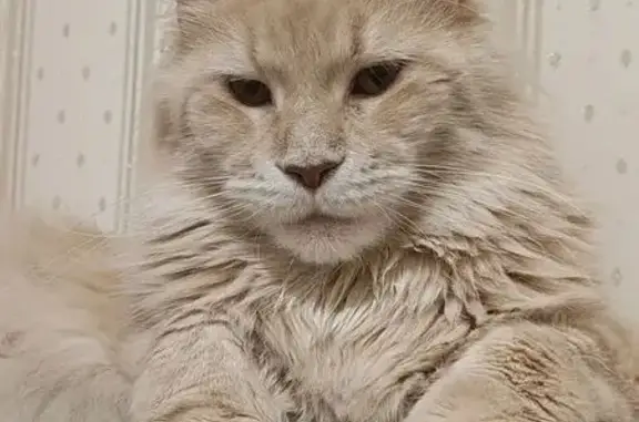 Пропала кошка, Конная улица, 15 к1, Санкт-Петербург — мейн-кун, персиковый окрас - photo