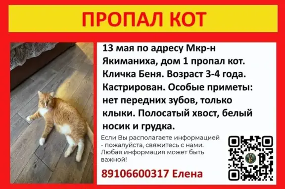 Пропала кошка, Кострома, Костромская область - photo