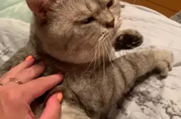 Пропала кошка, Спортивная улица, Мшинская — серый пугливый котик - photo