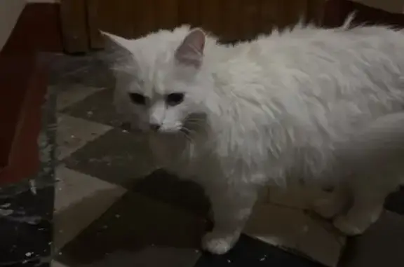Найдена кошка, Санкт-Петербург, фото: Найдена кошка, Тарасова улица, 11, Санкт-Петербург — розовый ошейник, глаза разного цвета