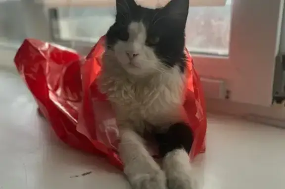Пропала кошка, улица Урицкого, 4, Самара — чёрно-белая, откликается на Стёпу - photo
