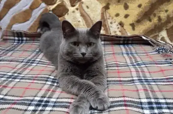 Кошки потеряшки, Удельная, фото: Потеряшка кошка, Солнечная улица, 18, Удельная — серая, 7 лет
