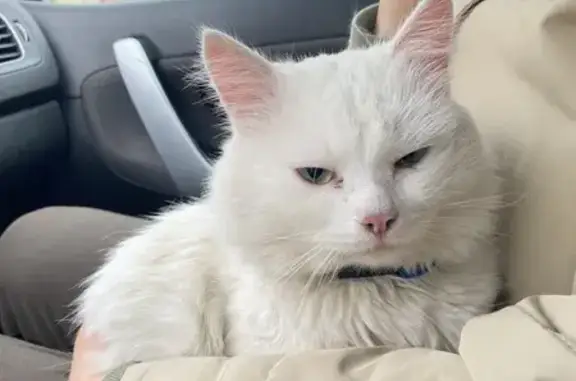 Найдена кошка, Кемерово, фото: Найдена кошка, бульвар Строителей, 35, Кемерово — белая, с зелёными глазами, в голубом ошейнике