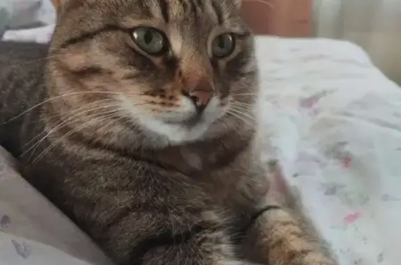 Пропала кошка, Загородная улица, 8, Арзамас — полосатая, на шее красный ошейник - photo