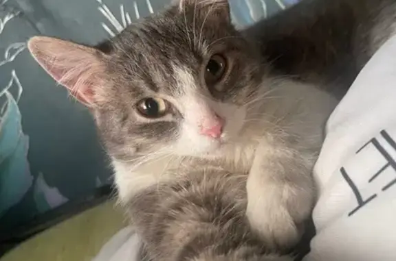 Пропала кошка, улица Мира, 3, Боровичи — серый с белым галстуком, упитанная - photo