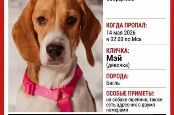 Пропала собака, улица Свердлова, 13, Малаховка — девочка бигль, трёхцветная, в оранжевом ошейнике - photo