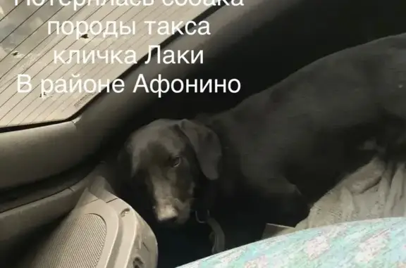 Пропала собака, улица Лутугина, 87, Киселевск, Киселевск — такса, чёрный кожаный ошейник - photo