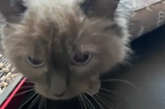 Найдена кошка, Череповец, фото: Найдена кошка, улица Сталеваров, 30А, Череповец — предположительно Невская маскарадная, голубые глаза