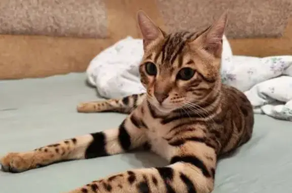Пропала кошка, Центральная улица, 6, Осёнка — кот до года, очень ласковый - photo
