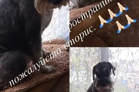 Потерянные животные Давлеканово, фото: Пропала собака, улица 50 лет Башкирии, 46, Давлеканово — цвергшнауцер, девочка Цея, без ошейника