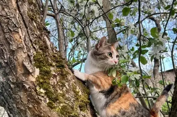 Пропала кошка, Дачная улица, 8, Тельманово, Черняховск — трёхцветная, ручная, откликается на имя Анфиса - photo