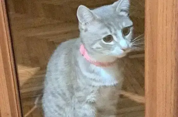 Пропала кошка, Пролетарская улица, 31, Шлиссельбургское городское поселение, Шлиссельбургское — нежно серая, чипирована - photo