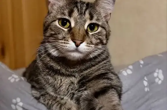 Пропала кошка, Благовещенский переулок, 11, Ногинск — молодая домашняя кошка Черри, окрас табби - photo