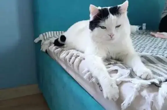 Пропала кошка, 7-я просека, 104, Самара — белый кот, хвост чёрный как будто припаян - photo