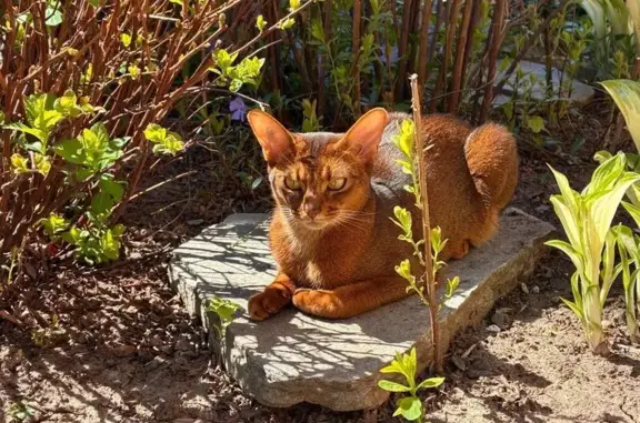 Пропала кошка, Дубравная улица, Казань, Казань — абиссинская, 3 года - photo