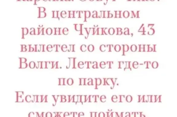 Пропала птица, улица Чуйкова, 43, Волгоград — улетела в сторону Аллеи Героев - photo