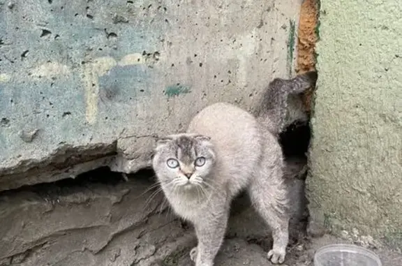 Найденные животные Ростов-на-Дону, фото: Найдена кошка, улица Ерёменко, 60/6, Ростов-на-Дону — вислоухая, ласковая