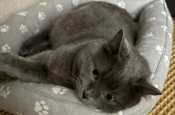Пропала кошка, 4, Старый Оскол — серый окрас, пятнистые ушки - photo