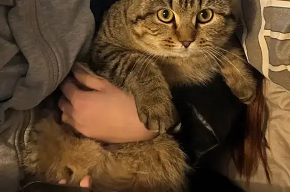 Пропала кошка, Коралловая улица, 20, Улан-Удэ - photo