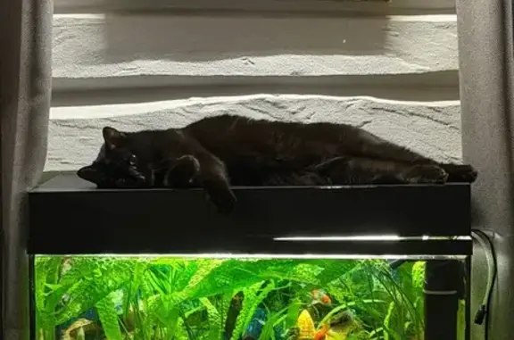 Кошки потеряшки, Тула, фото: Потеряшка кошка, 2-й Песчаный проезд, 17, Тула — чёрная кошка по кличке Лютик